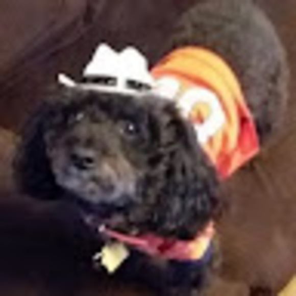 Meet your Posher, Angelina - Picture 1 of 1